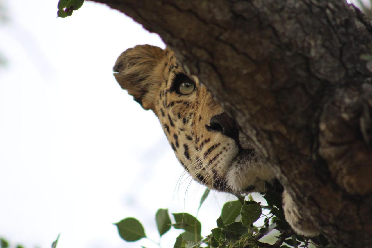 Shumbalala Game Lodge Thornybush vadrezervátum Kültér fotó