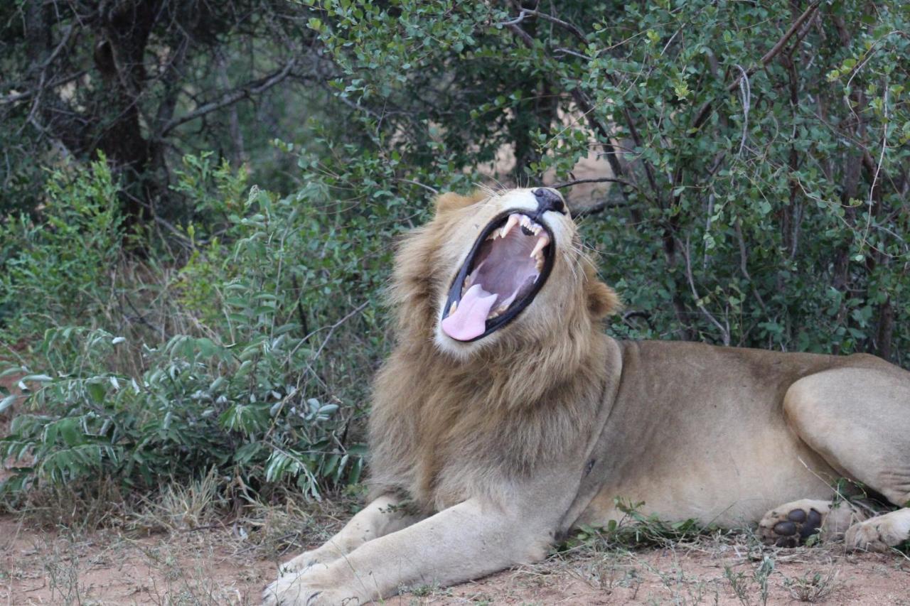 Shumbalala Game Lodge Thornybush vadrezervátum Kültér fotó