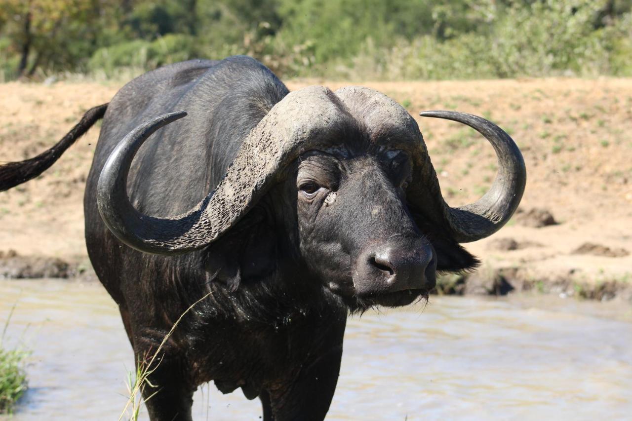 Shumbalala Game Lodge Thornybush vadrezervátum Kültér fotó